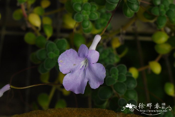海豚花Streptocarpus saxorum 海豚花Streptocarpus saxorum