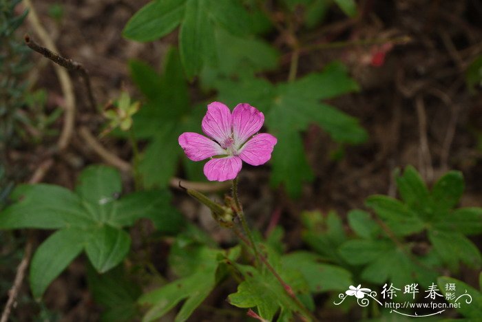  矮生血红老鹳草Geranium sanguineum f. nanum