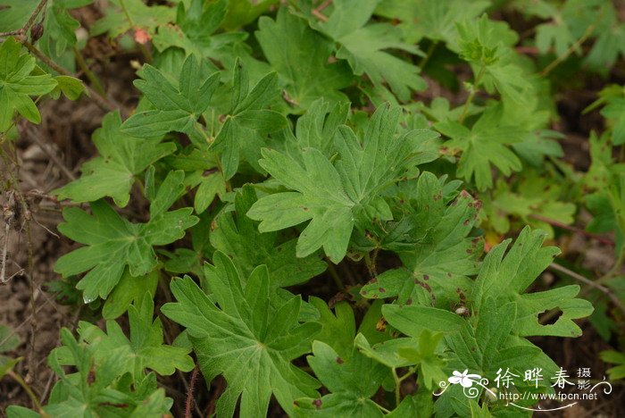  矮生血红老鹳草Geranium sanguineum f. nanum