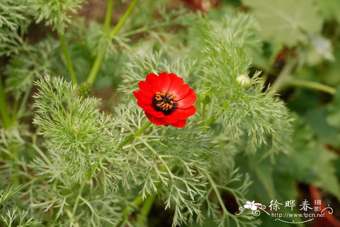 夏侧金盏花Adonis aestivalis 夏侧金盏花Adonis aestivalis