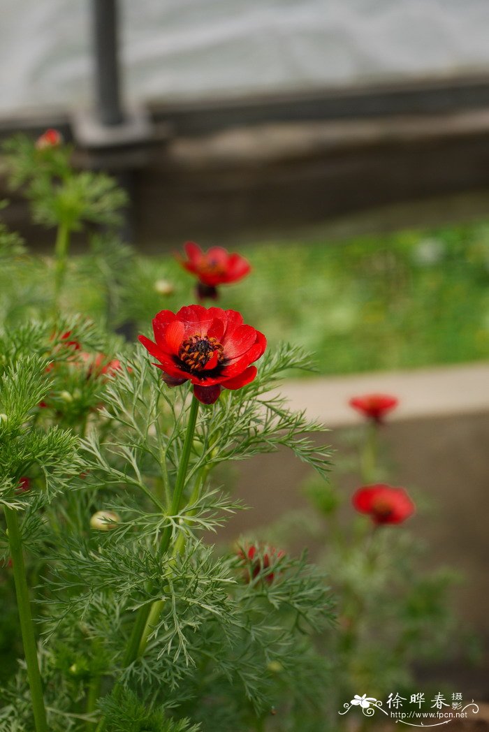 夏侧金盏花Adonis aestivalis 夏侧金盏花Adonis aestivalis