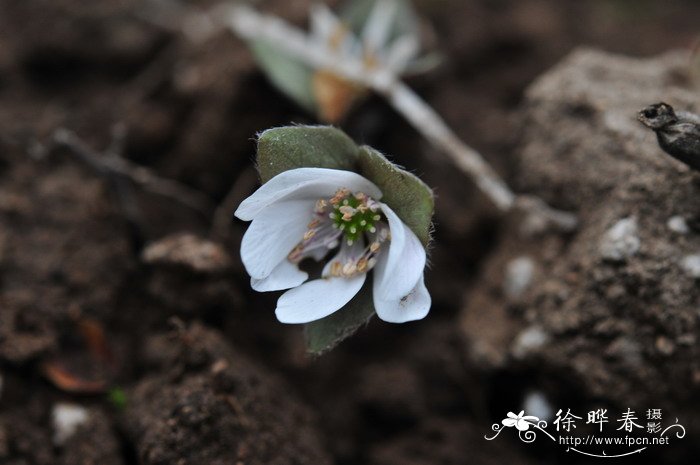 獐耳细辛Hepatica nobilis var. asiatica