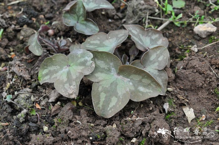 獐耳细辛Hepatica nobilis var. asiatica