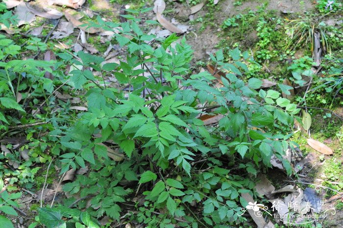白苞芹Nothosmyrnium japonicum 白苞芹Nothosmyrnium japonicum