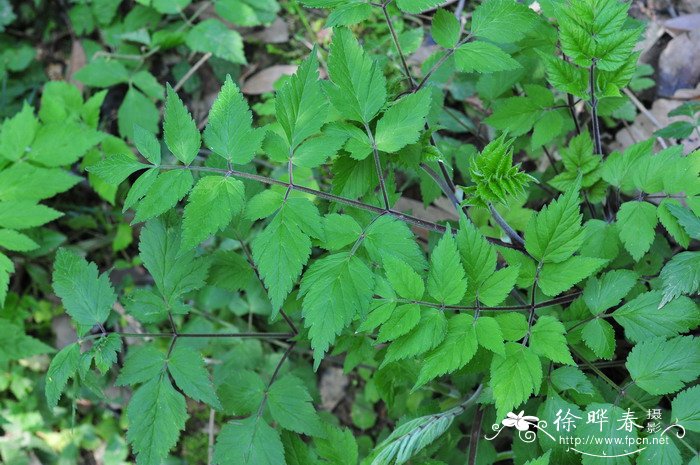 白苞芹Nothosmyrnium japonicum 白苞芹Nothosmyrnium japonicum