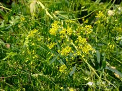 菘蓝Isatis tinctoria