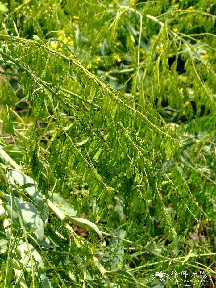 菘蓝Isatis tinctoria 菘蓝Isatis tinctoria