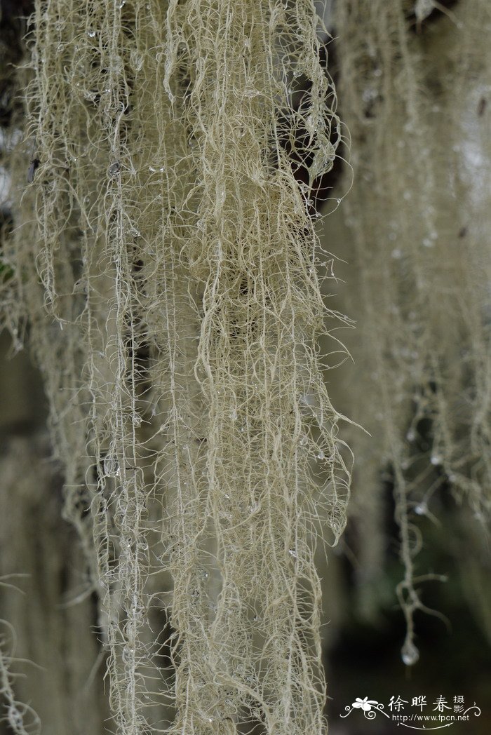 松萝Usnea florida 松萝Usnea florida
