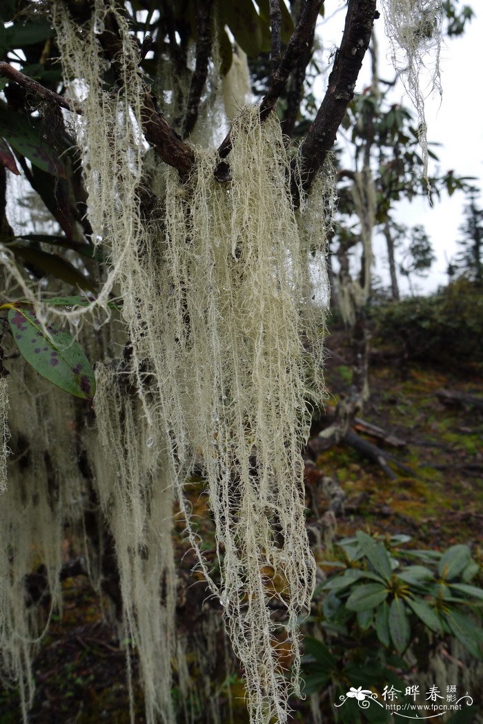 松萝Usnea florida 松萝Usnea florida