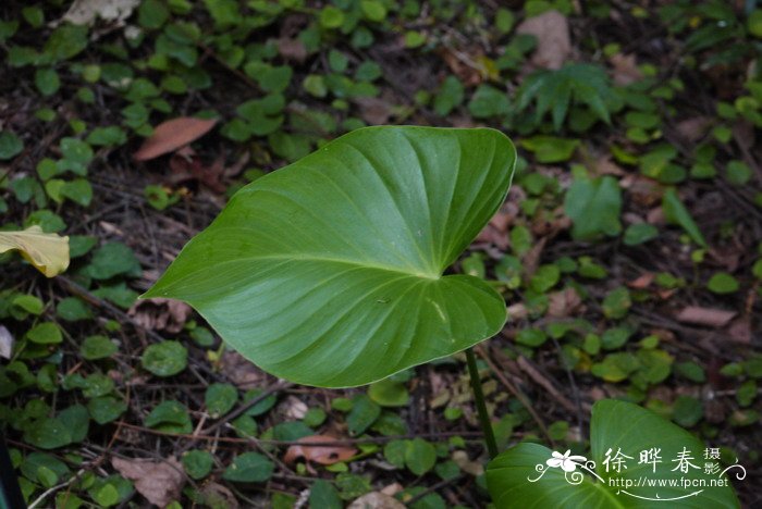 菲律宾扁叶芋Homalomena philippinensis 菲律宾扁叶芋Homalomena philippinensis