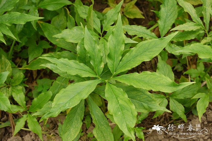 虎掌Pinellia pedatisecta 虎掌Pinellia pedatisecta