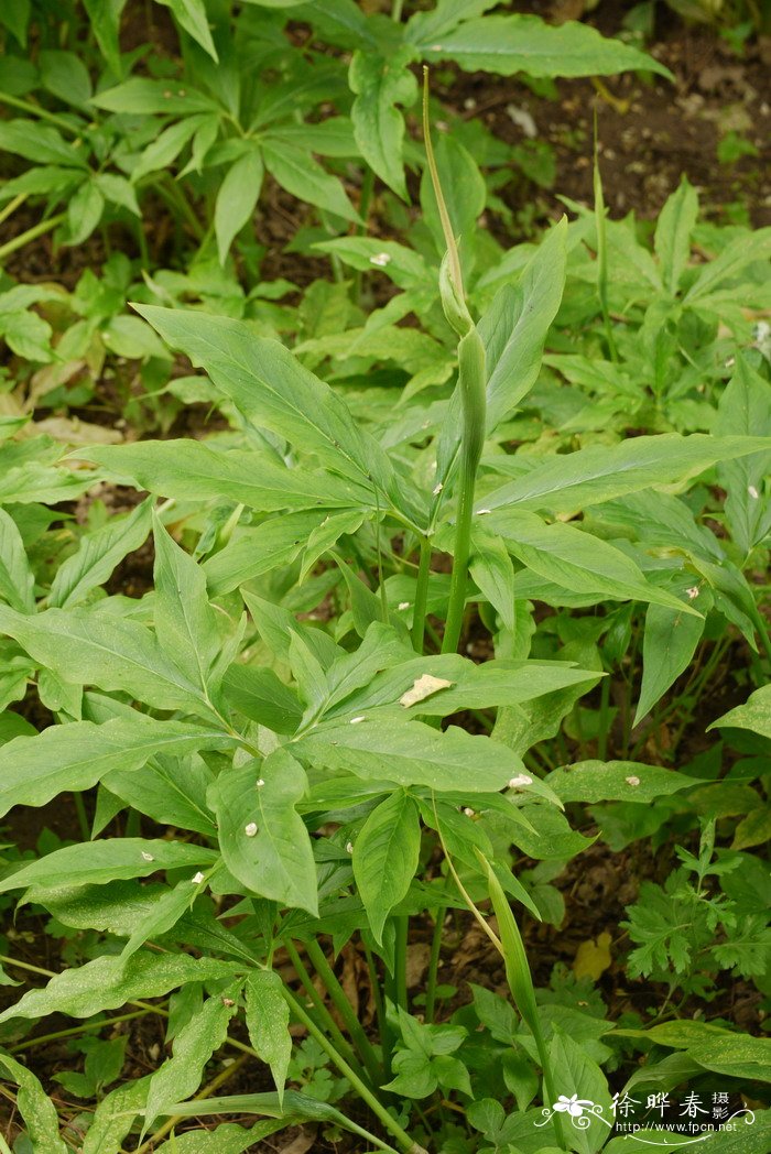 虎掌Pinellia pedatisecta 虎掌Pinellia pedatisecta