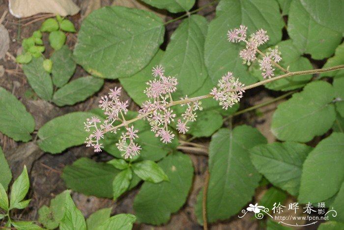 食用土当归Aralia cordata