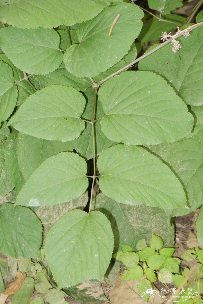 食用土当归Aralia cordata 食用土当归Aralia cordata