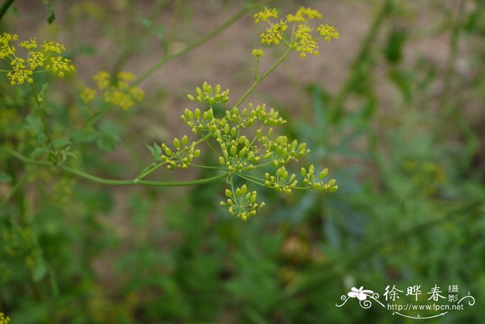 欧当归Levisticum officinale 欧当归Levisticum officinale