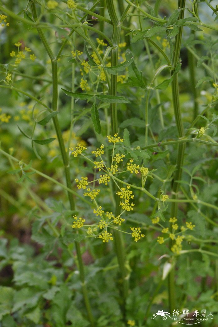 欧当归Levisticum officinale 欧当归Levisticum officinale