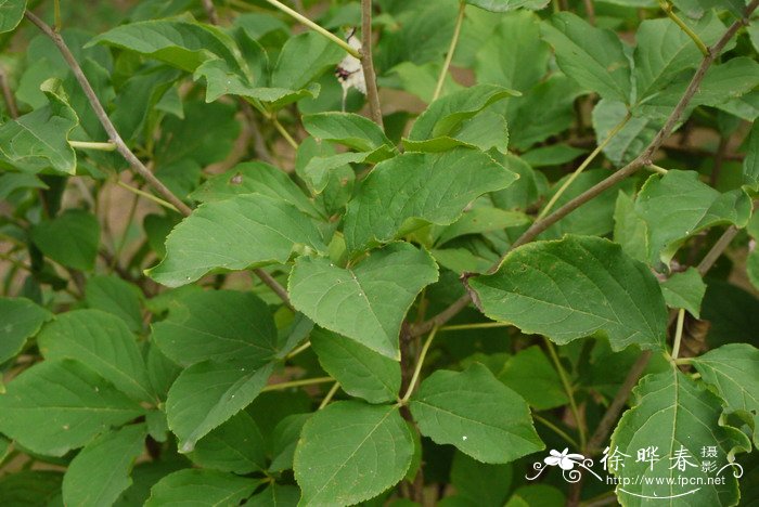无梗五加Eleutherococcus sessiliflorus 无梗五加Eleutherococcus sessiliflorus
