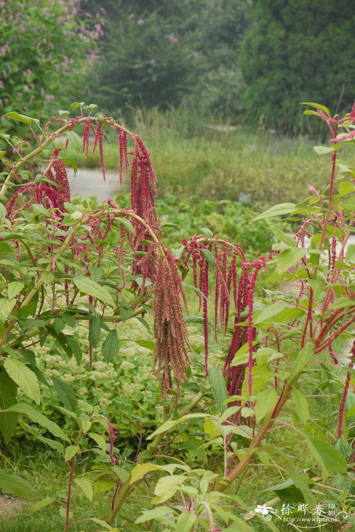 尾穗苋Amaranthus caudatus 尾穗苋Amaranthus caudatus