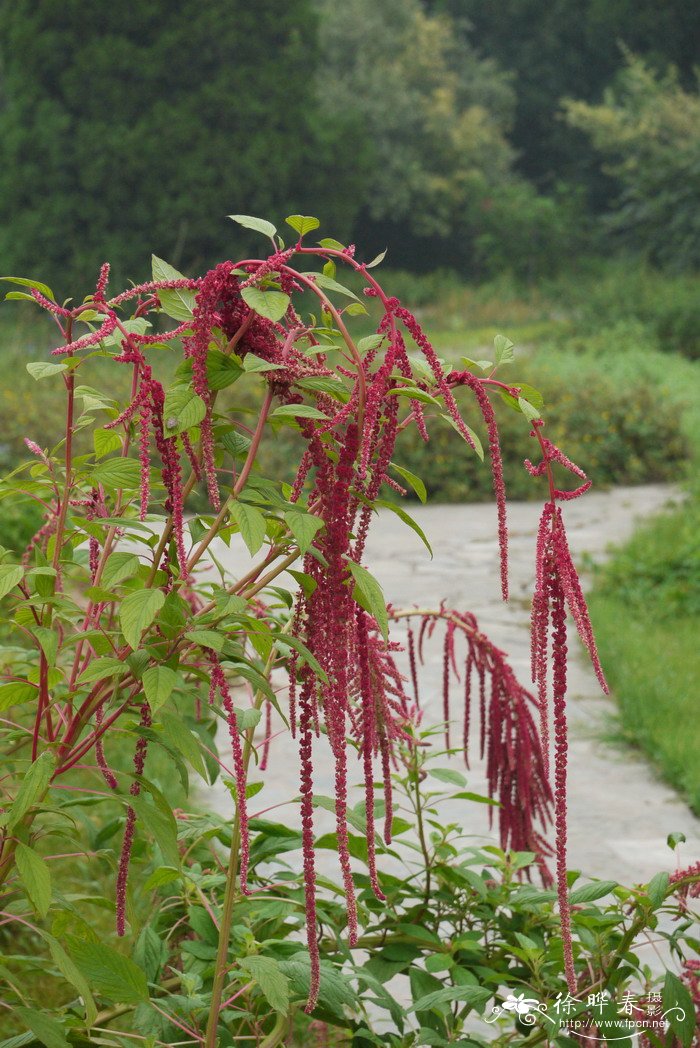 尾穗苋Amaranthus caudatus 尾穗苋Amaranthus caudatus