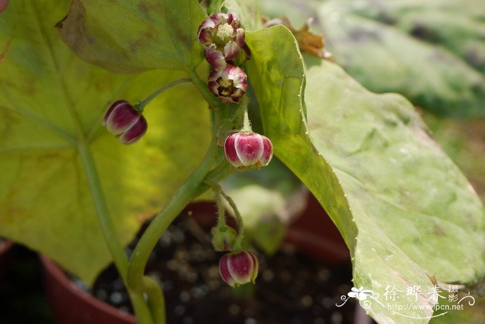 小八角莲Dysosma difformis 小八角莲Dysosma difformis
