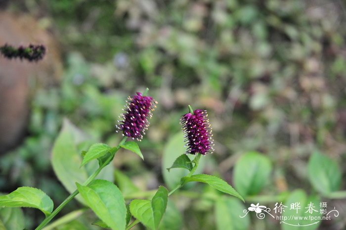 四方麻Veronicastrum caulopterum 四方麻Veronicastrum caulopterum