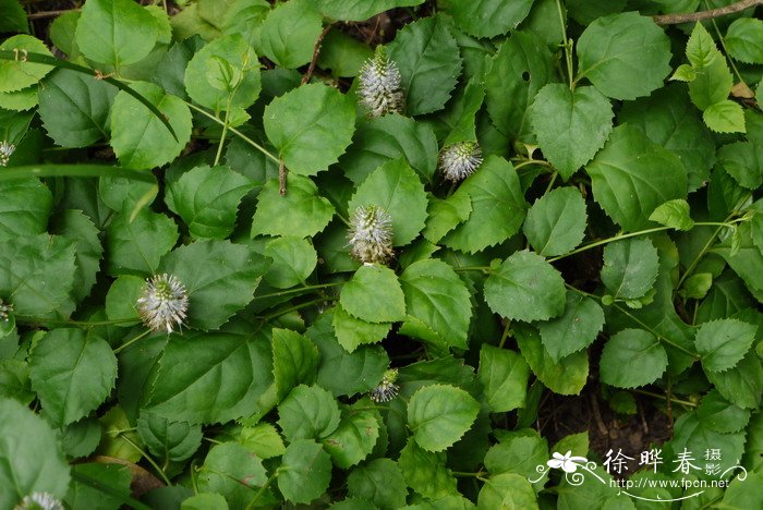 腹水草Veronicastrum stenostachyum subsp. plukenetii 腹水草Veronicastrum stenostachyum subsp. plukenetii