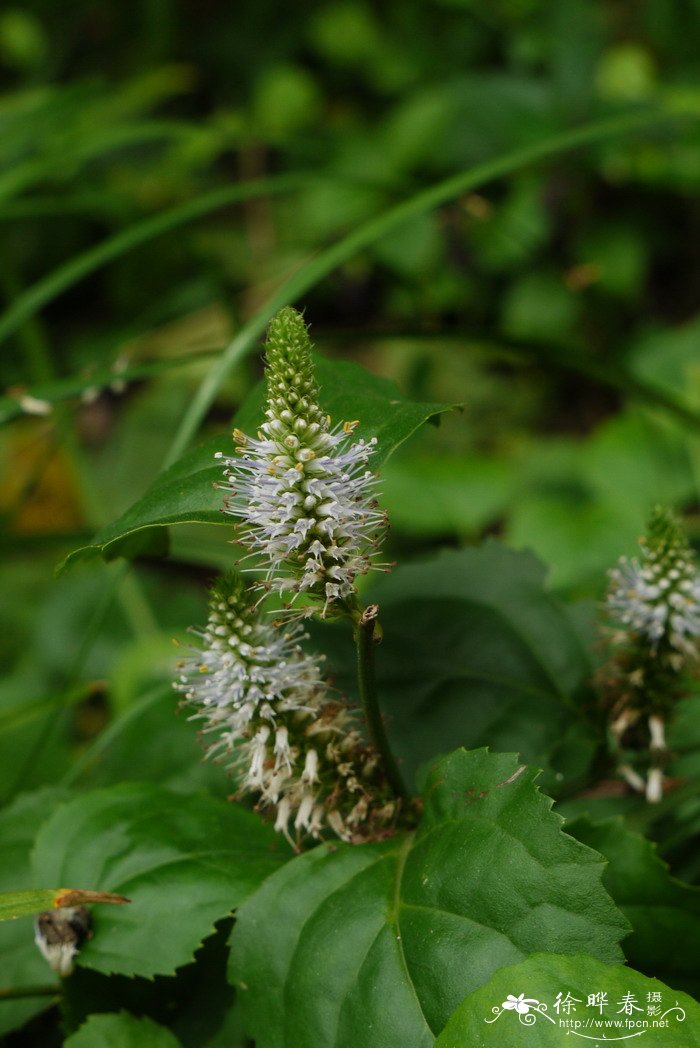腹水草Veronicastrum stenostachyum subsp. plukenetii 腹水草Veronicastrum stenostachyum subsp. plukenetii