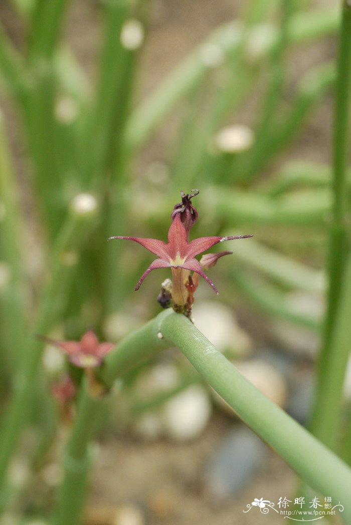 摩仗 Euphorbia antisyphilitica 摩仗 Euphorbia antisyphilitica