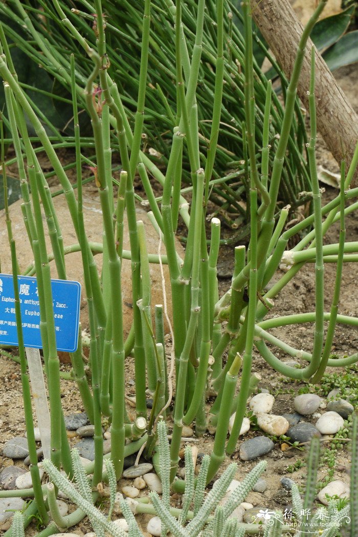 摩仗 Euphorbia antisyphilitica 摩仗 Euphorbia antisyphilitica