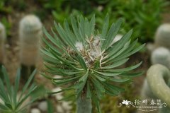 夹竹桃叶仙人笔Kleinia neriifolia