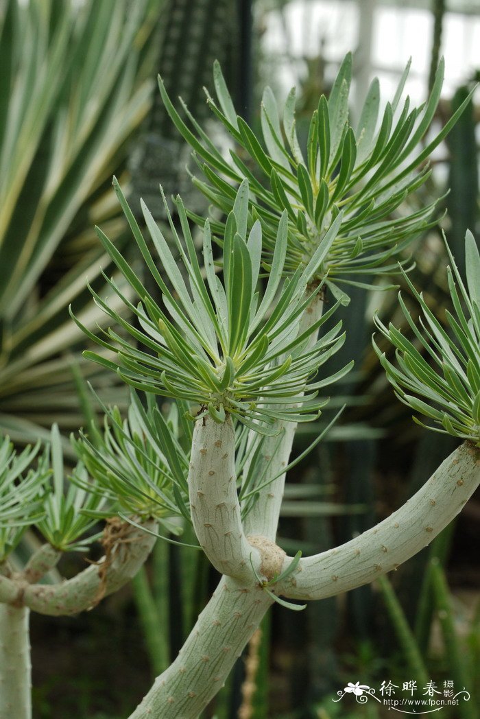 夹竹桃叶仙人笔Kleinia neriifolia 夹竹桃叶仙人笔Kleinia neriifolia
