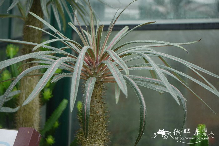 亚阿相界Pachypodium geayi 亚阿相界Pachypodium geayi