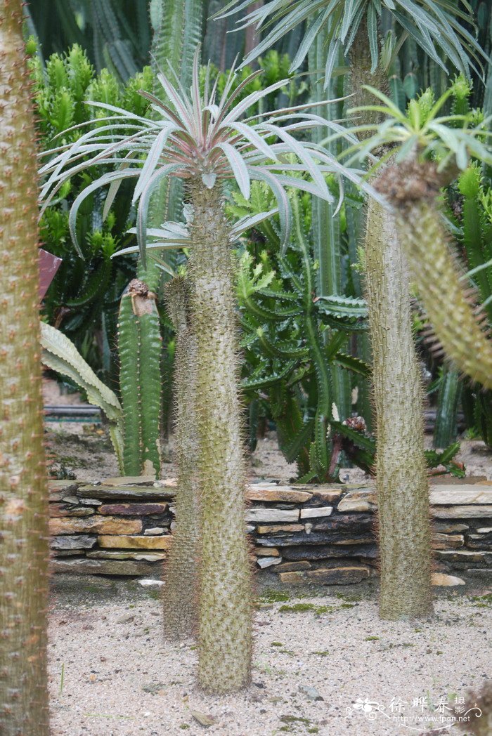 亚阿相界Pachypodium geayi 亚阿相界Pachypodium geayi