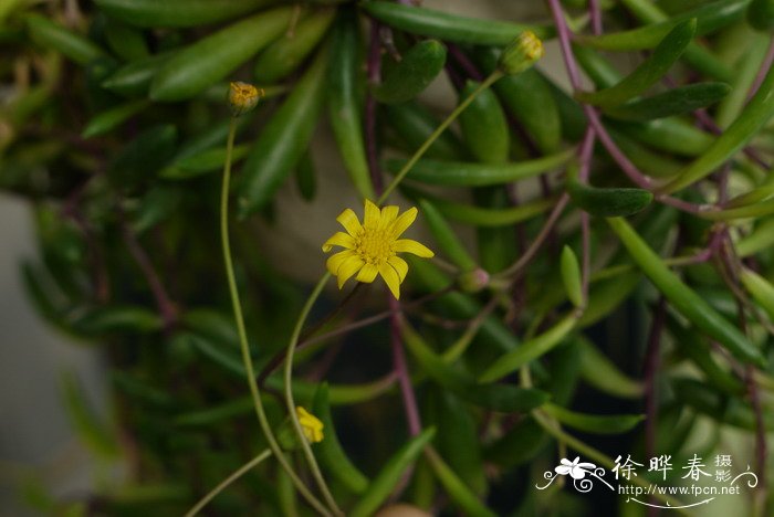 黄花新月Othonna capensis 黄花新月Othonna capensis