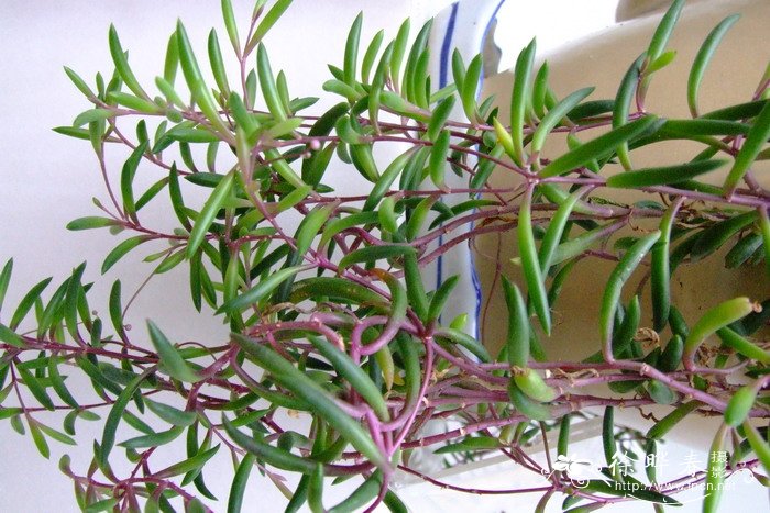 黄花新月Othonna capensis 黄花新月Othonna capensis