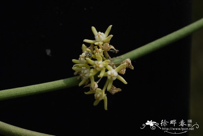 长茎肉珊瑚Sarcostemma viminale 长茎肉珊瑚Sarcostemma viminale