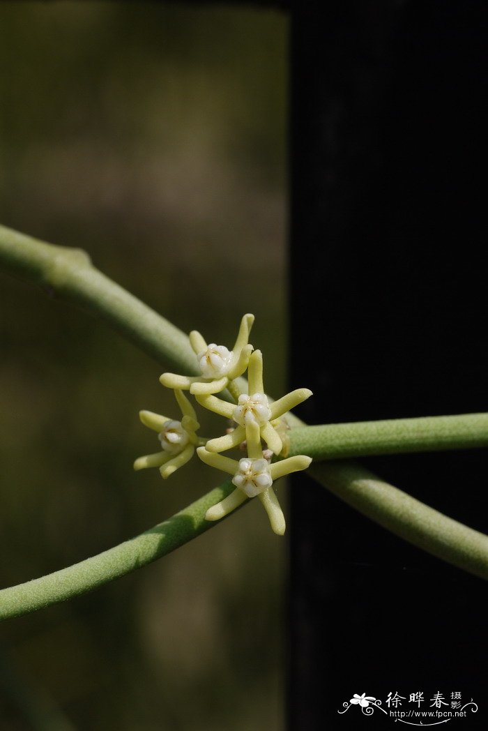长茎肉珊瑚Sarcostemma viminale 长茎肉珊瑚Sarcostemma viminale