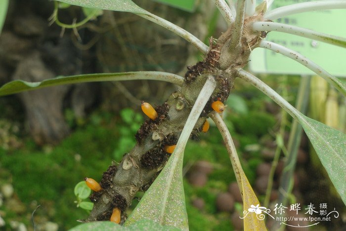  蚁巢玉Myrmecodia tuberosa