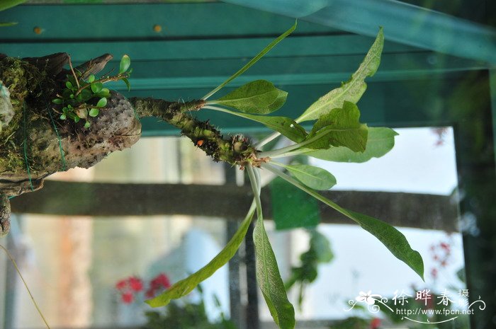蚁巢玉Myrmecodia tuberosa 蚁巢玉Myrmecodia tuberosa