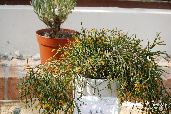 猿恋苇Hatiora salicornioides 猿恋苇Hatiora salicornioides