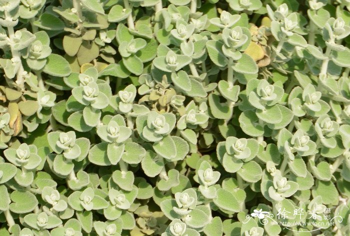 宽萼苏Ballota pseudodictamnus 宽萼苏Ballota pseudodictamnus