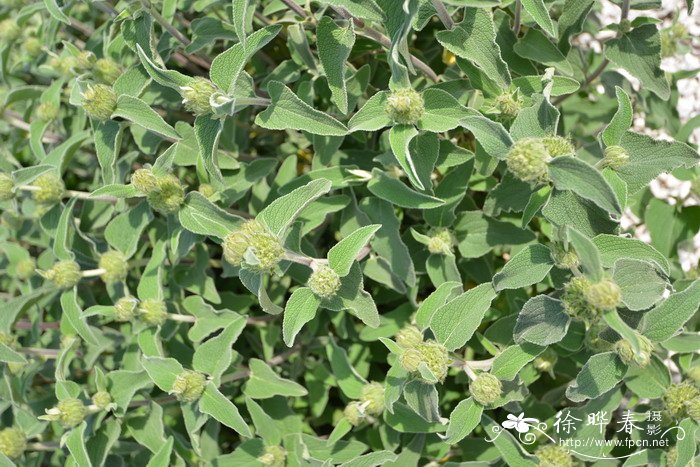 浅黄糙苏 Phlomis bourgaei 浅黄糙苏 Phlomis bourgaei
