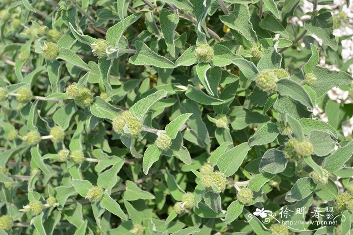 浅黄糙苏  Phlomis bourgaei