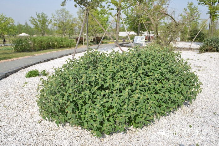 浅黄糙苏  Phlomis bourgaei