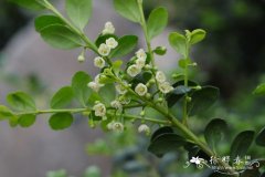 龟甲冬青Ilex crenata 'Convexa'