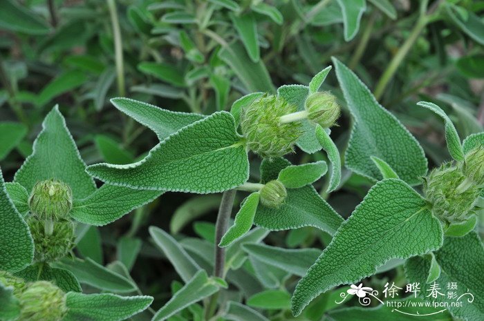 橙花糙苏Phlomis fruticosa