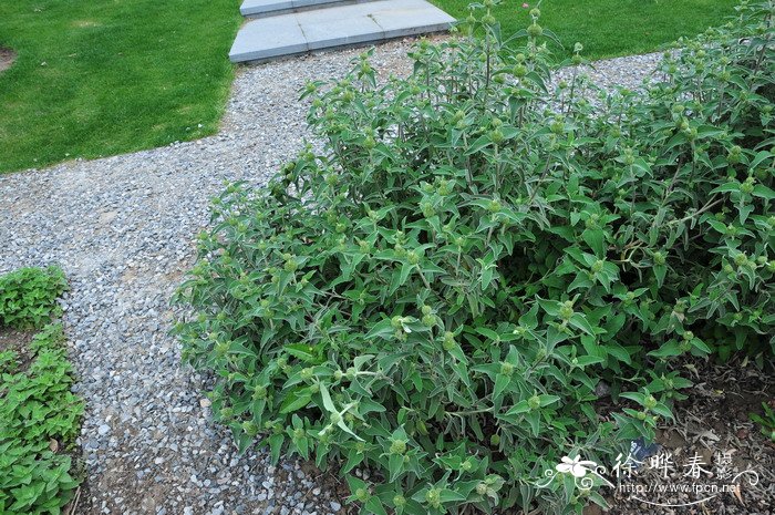 橙花糙苏Phlomis fruticosa 橙花糙苏Phlomis fruticosa