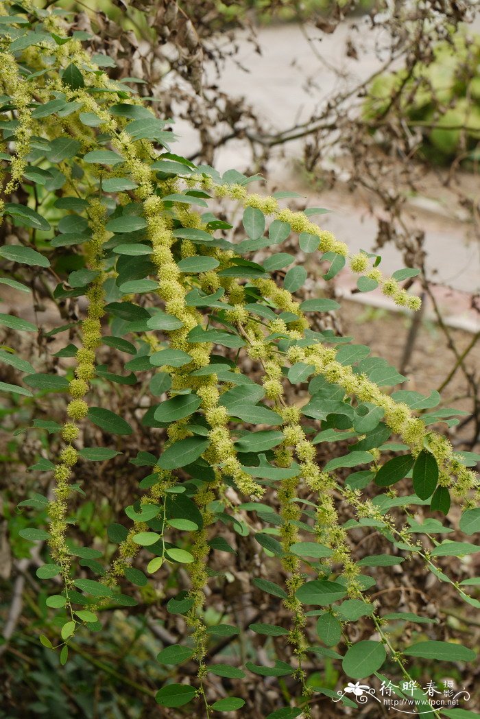 一叶萩Flueggea suffruticosa 一叶萩Flueggea suffruticosa