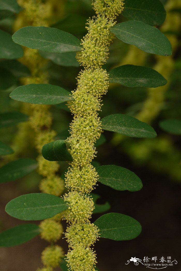 一叶萩Flueggea suffruticosa 一叶萩Flueggea suffruticosa