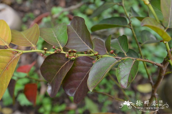 香港算盘子Glochidion zeylanicum 香港算盘子Glochidion zeylanicum